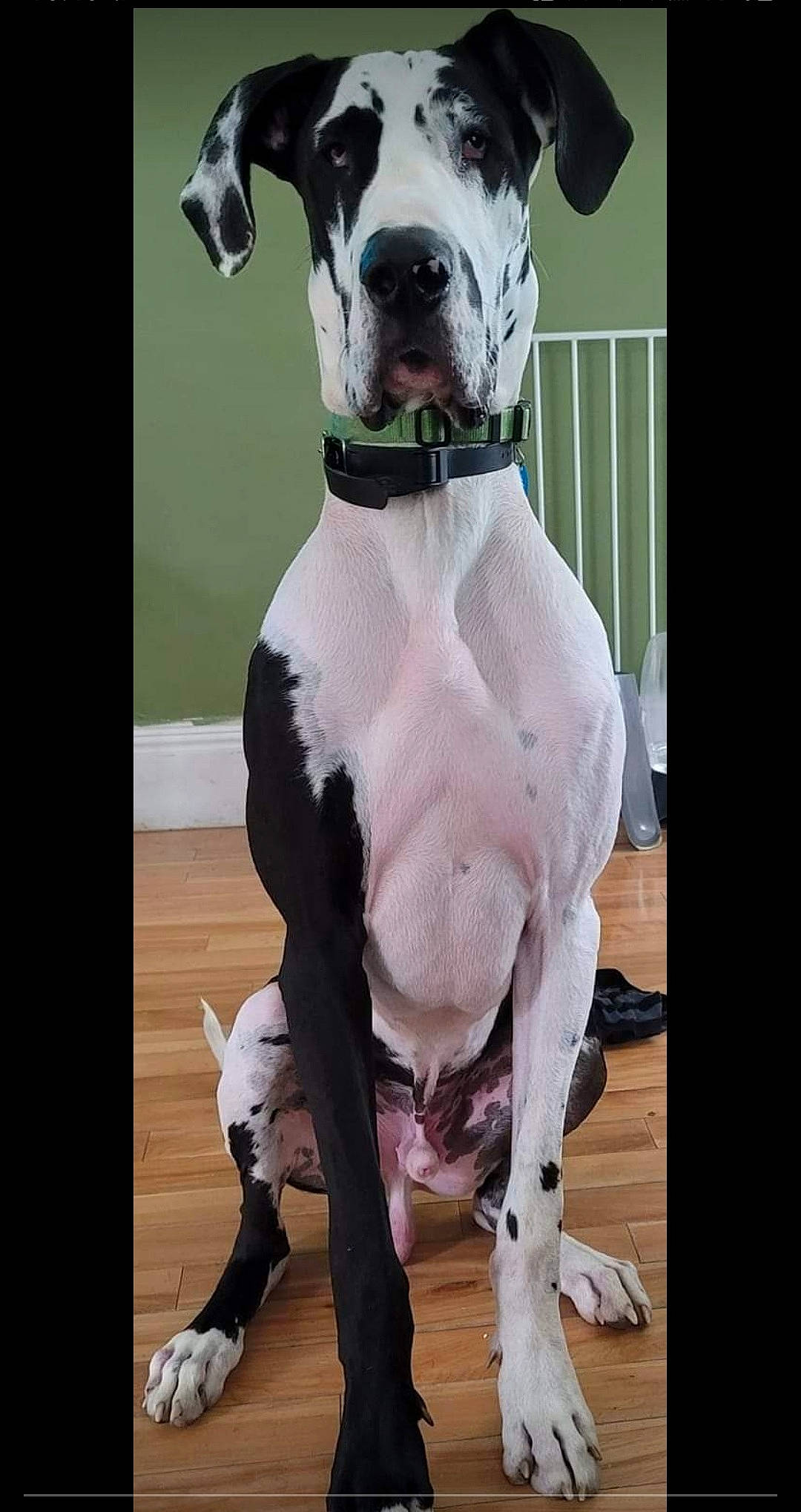 Domino joined the competition — help win amazing prizes! canidae, carnivore, collar, companion_dog, dog, dog_breed, dog_clothes, dog_collar, dog_supply, formal_wear, fur, leash, metal, pet_supply, sleeve, sporting_group, sportswear, street_fashion, whiskers, working_animal