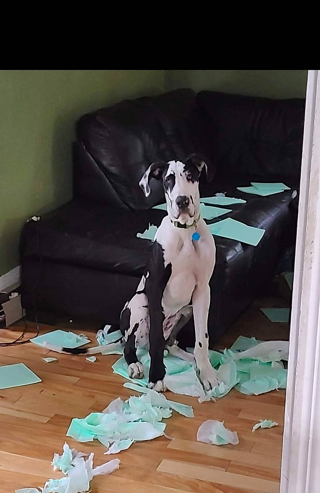 Domino is registered to the contest to win money with this photo: art, carnivore, chair, comfort, companion_dog, couch, dog, dog_breed, fawn, flooring, hardwood, linens, painting, rectangle, room, sporting_group, studio_couch, textile, wood, working_animal