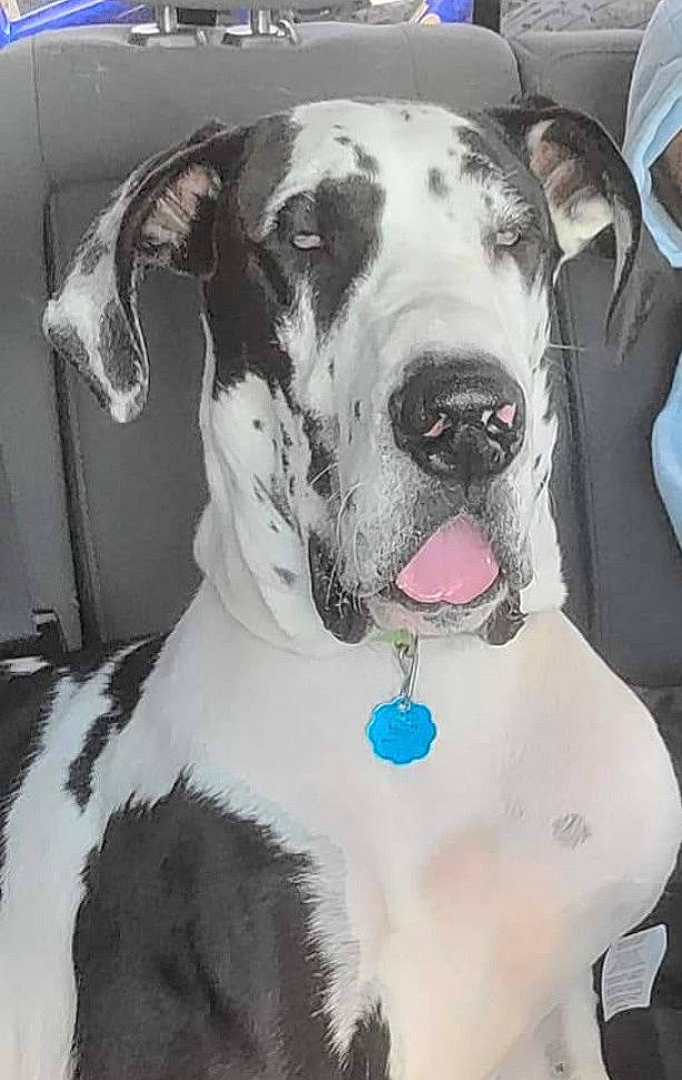 Domino joined the competition — help win amazing prizes! art, canidae, carnivore, collar, companion_dog, dog, dog_breed, dog_collar, dog_supply, fawn, fur, great_dane, mammal, pet_supply, snout, sporting_group, style, whiskers, white, working_animal