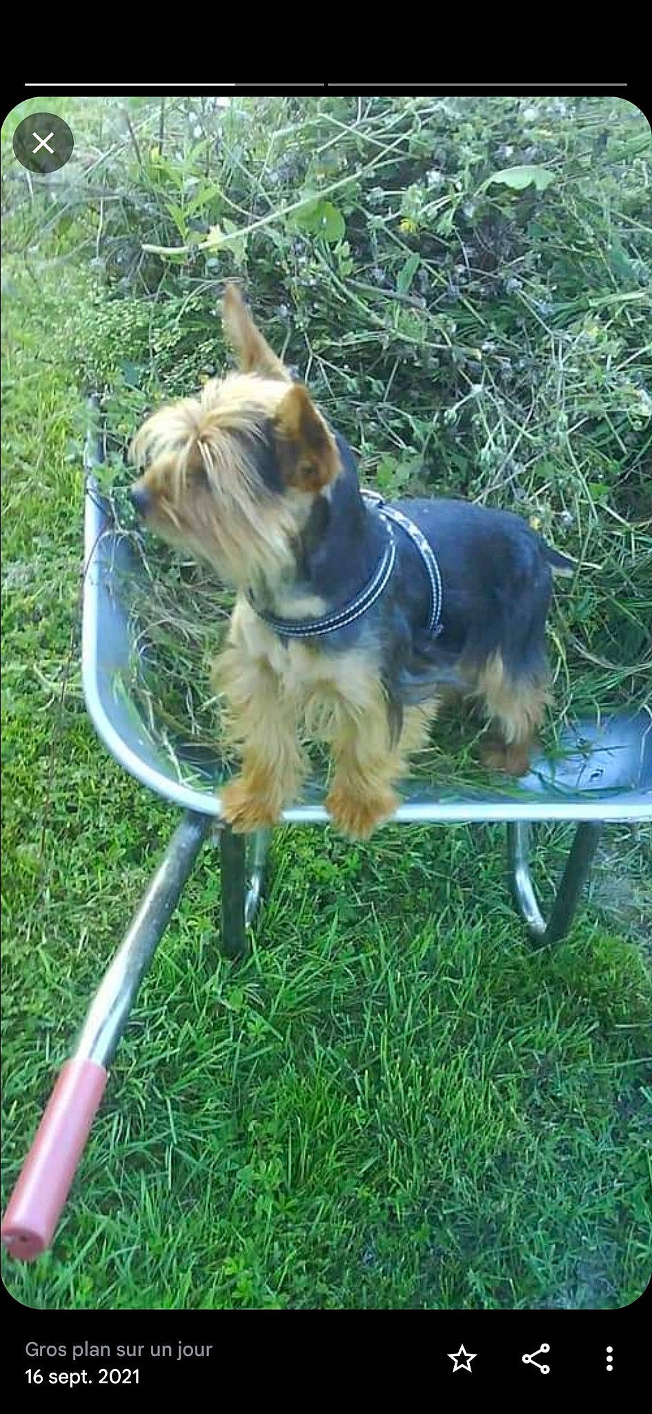 Fudji participe au concours pour gagner de l'argent avec cette photo : carnivore, collar, companion_dog, dog, dog_breed, dog_clothes, dog_collar, dog_supply, fawn, garden_hose, grass, leash, liver, pet_supply, plant, small_terrier, snout, tail, terrier, toy_dog