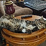 cat, tabby_cat, wooden_table, lamp, couch, remote_control, puzzle, living_room, furniture, relaxed, sleeping_cat, fluffy_fur, wooden_tray, indoor, cozy, pet, household_item, brown, comfort, resting