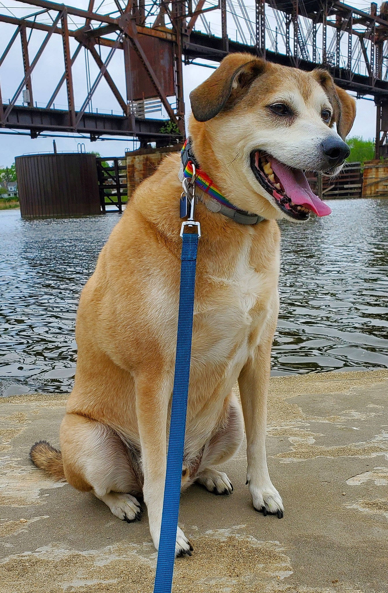 Olly joined the competition — help win amazing prizes! canidae, carnivore, collar, companion_dog, dog, dog_breed, dog_collar, fawn, lake, leash, pet_supply, plant, retriever, sky, snout, sporting_group, street_dog, water, whiskers, working_animal