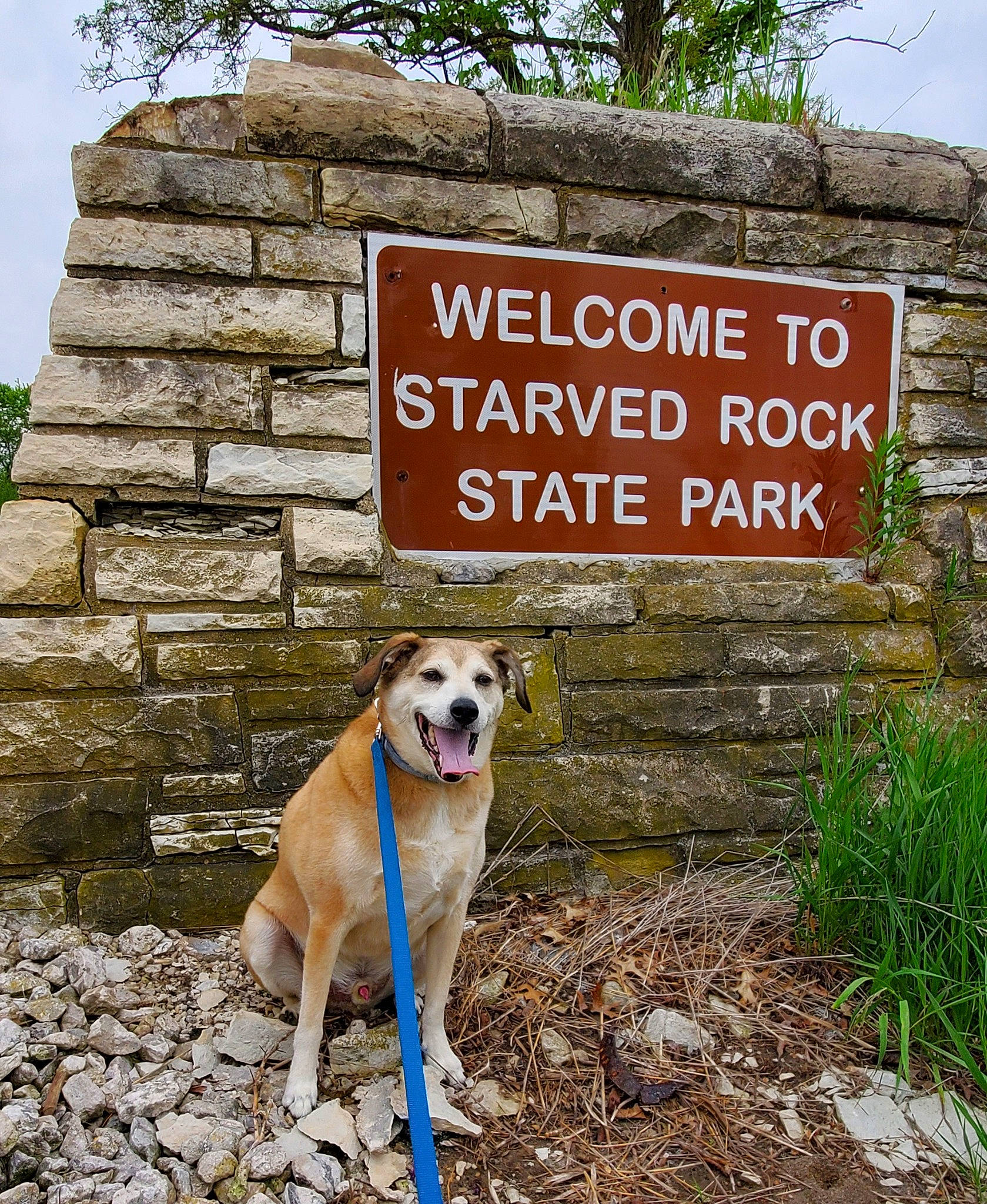 Olly is registered to the contest to win money with this photo: carnivore, collar, companion_dog, dog, dog_breed, dog_collar, dog_supply, fawn, font, grass, groundcover, landscape, pet_supply, plant, rock, signage, sky, tail, tree, working_animal