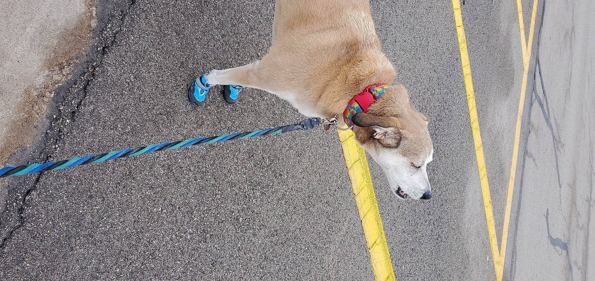 Olly joined the competition — help win amazing prizes! asphalt, carnivore, collar, companion_dog, dog, dog_breed, fawn, foot, human_body, human_leg, leash, mammal, pet_supply, road_surface, sidewalk, snout, sporting_group, tail, vertebrate, yellow