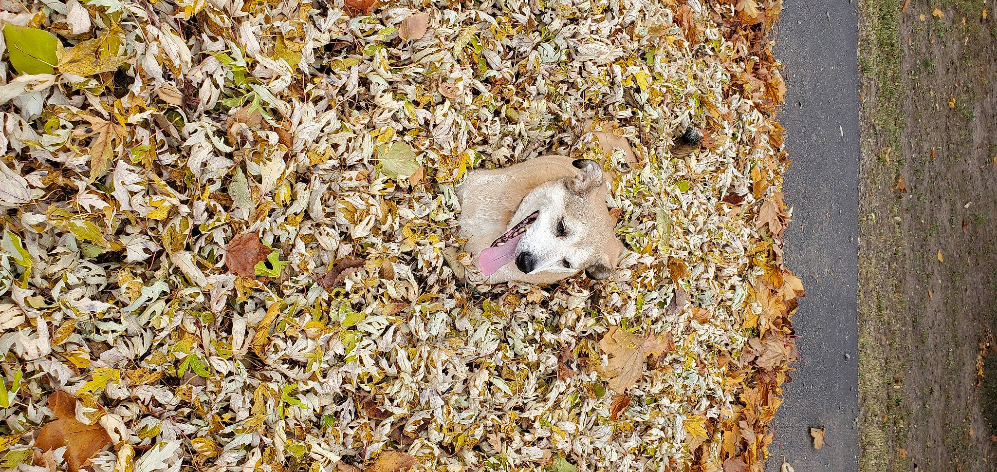 Olly is registered to the contest to win money with this photo: canidae, carnivore, companion_dog, deciduous, dog, dog_breed, fawn, fur, grass, non_sporting_group, paw, snout, soil, sporting_group, terrestrial_animal