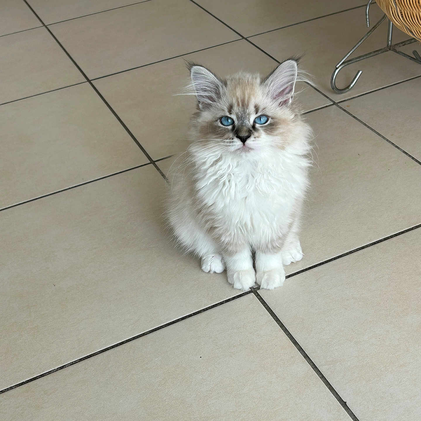 Ruby a rejoint le concours — aidez-le/la à gagner de superbes lots ! abyssinian, accessories, angora, animal, basket, cat, chair, furniture, hardwood, kitten, leash, manx, path, pet, siamese, slate, strap, tile, walkway, wood