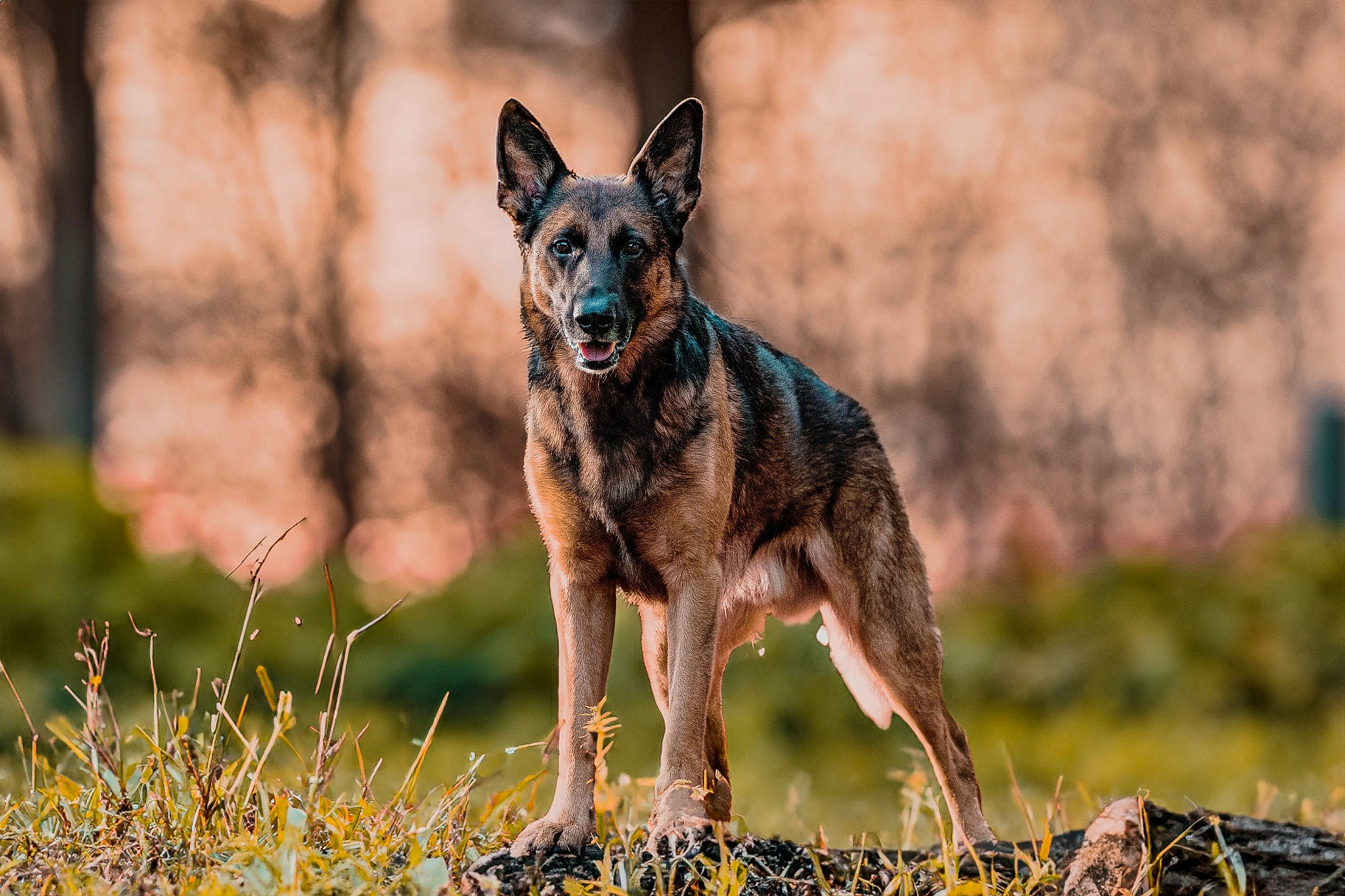 Katsuki participe au concours pour gagner de l'argent avec cette photo : art, biting, canidae, canis, carnivore, dog, dog_breed, german_shepherd_dog, grass, herding_dog, plant, sporting_group, tail, terrestrial_animal, tree, wildlife, working_dog