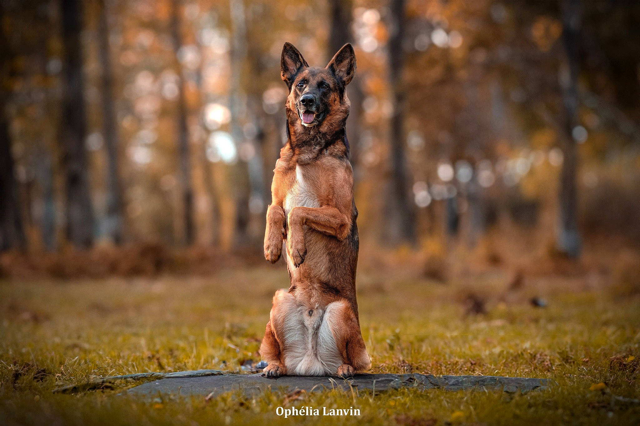 Katsuki a rejoint le concours — aidez-le/la à gagner de superbes lots ! canidae, carnivore, dog, dog_breed, fawn, forest, fur, grass, landscape, plant, snout, sunlight, tail, terrestrial_animal, tree, trunk, twig, wildlife, wood, woodland