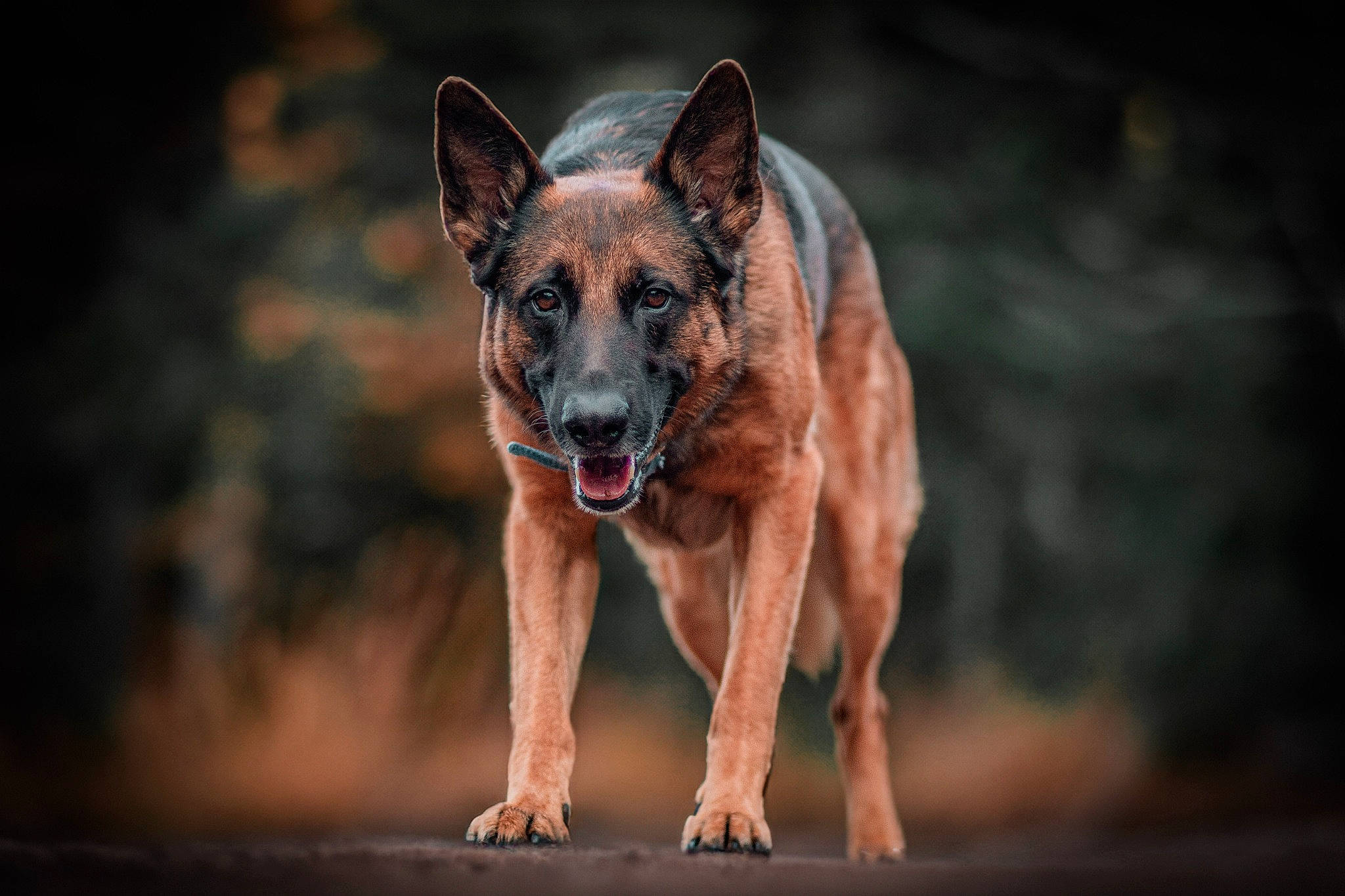 Katsuki participe au concours pour gagner de l'argent avec cette photo : belgian_shepherd_malinois, canidae, carnivore, dog, dog_breed, fawn, german_shepherd_dog, guard_dog, herding_dog, hunting_dog, old_german_shepherd_dog, sporting_group, wildlife, wood, working_dog