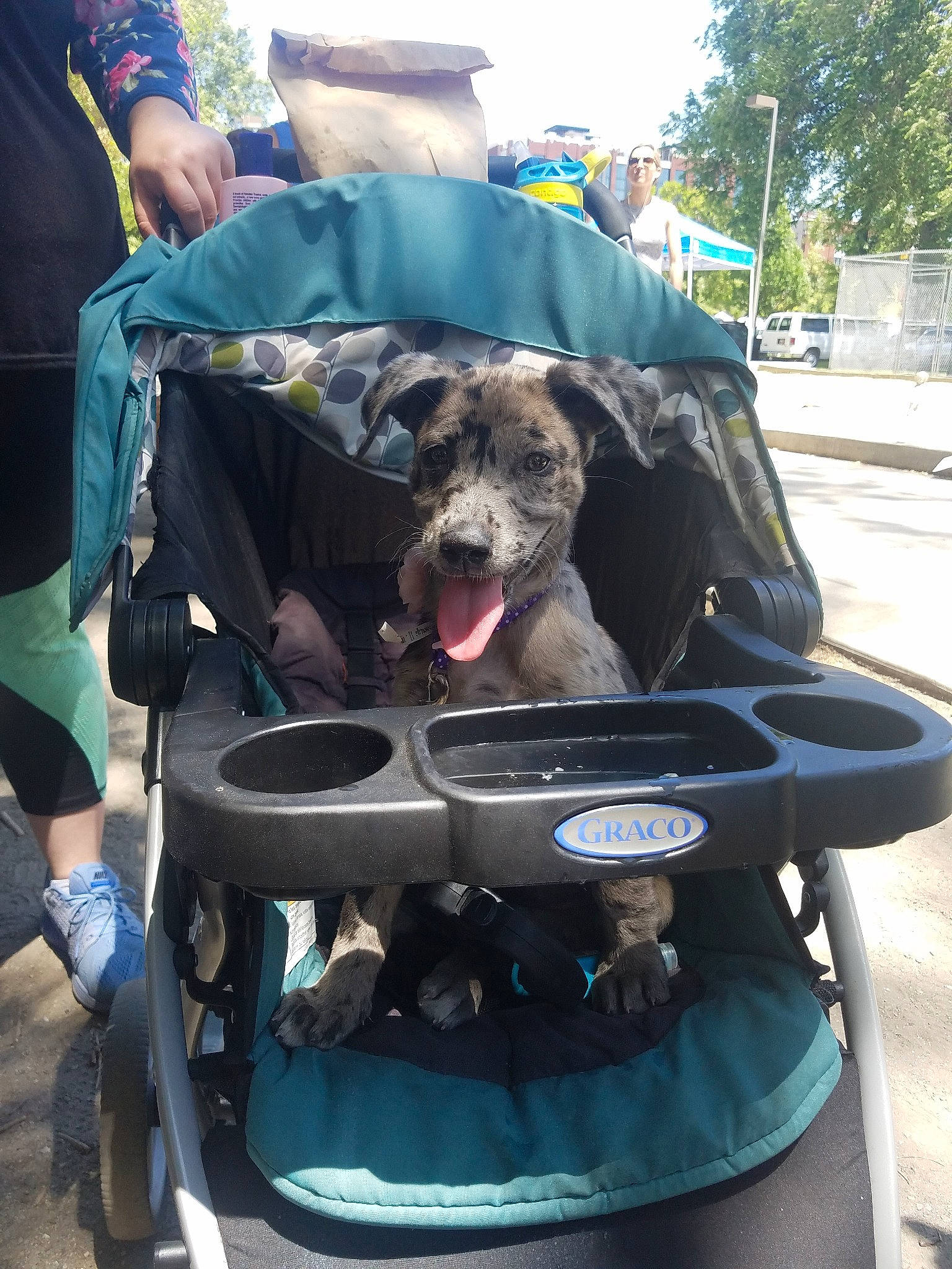 Kookie joined the competition — help win amazing prizes! baby_carriage, baby_products, car, car_seat, dog, dog_breed, dog_like_mammal, person, product, snout, vehicle