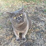 Quick a rejoint le concours — aidez-le/la à gagner de superbes lots ! animal, cat, close_up, curious, cute, dirt, dry_grass, four_legs, fur, grass, gray_cat, ground, looking_up, mammal, nature, outdoor, pet, sunlight, whiskers, yellow_eyes
