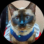 Snowbell is registered to the contest to win money with this photo: cat, siamese_cat, blue_eyes, pet, animal, whiskers, fur, collar, bell, harness, close_up, portrait, indoor, curious, face, ears, texture, wall, colorful, circular_frame