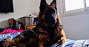 Maya a rejoint le concours — aidez-le/la à gagner de superbes lots ! german_shepherd, dog, bed, blanket, window, indoor, pet, animal, furniture, laundry_basket, relaxed, canine, domestic, resting, striped, comfort, household, natural_light, room, portrait