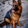 Maya a rejoint le concours — aidez-le/la à gagner de superbes lots ! dog, german_shepherd, beach, sand, ocean, waves, animal, pet, outdoor, nature, canine, fur, licking, sitting, sunset, coast, water, seashore, portrait, mammal
