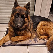Maya participe au concours pour gagner de l'argent avec cette photo : dog, german_shepherd, pet, indoor, mat, tile_floor, animal, canine, fur, blinds, door, relaxed, lying_down, window, house, domestic_animal, companion, portrait, calm, mammal