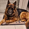 dog, german_shepherd, pet, indoor, mat, tile_floor, animal, canine, fur, blinds, door, relaxed, lying_down, window, house, domestic_animal, companion, portrait, calm, mammal