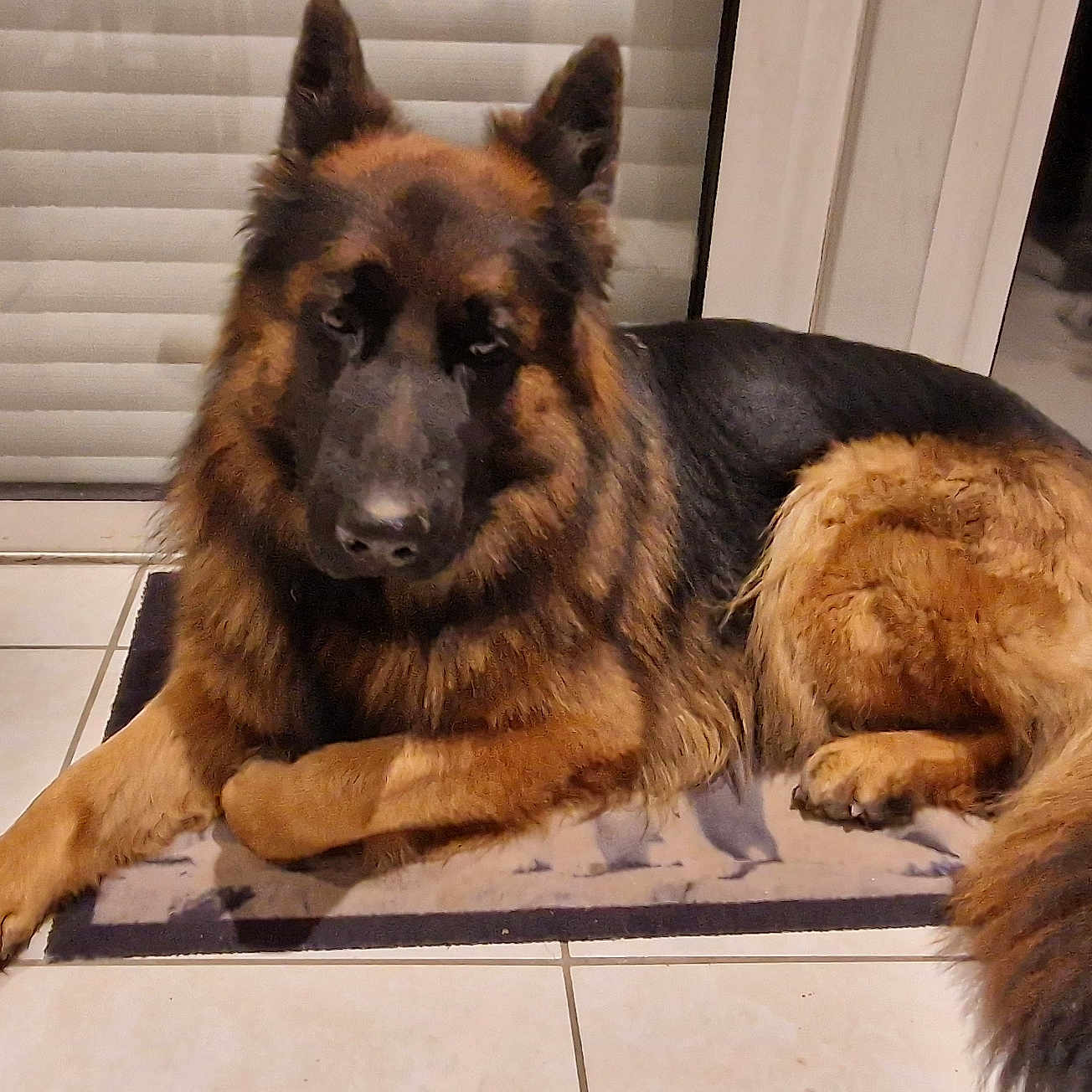 Maya participe au concours pour gagner de l'argent avec cette photo : dog, german_shepherd, pet, indoor, mat, tile_floor, animal, canine, fur, blinds, door, relaxed, lying_down, window, house, domestic_animal, companion, portrait, calm, mammal