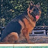 Maya participe au concours pour gagner de l'argent avec cette photo : dog, german_shepherd, pool, water, outdoor, sunlight, stone_wall, greenery, tongue_out, pet, animal, summer, nature, sitting, canine, fence, daytime, relaxing, portrait, happy