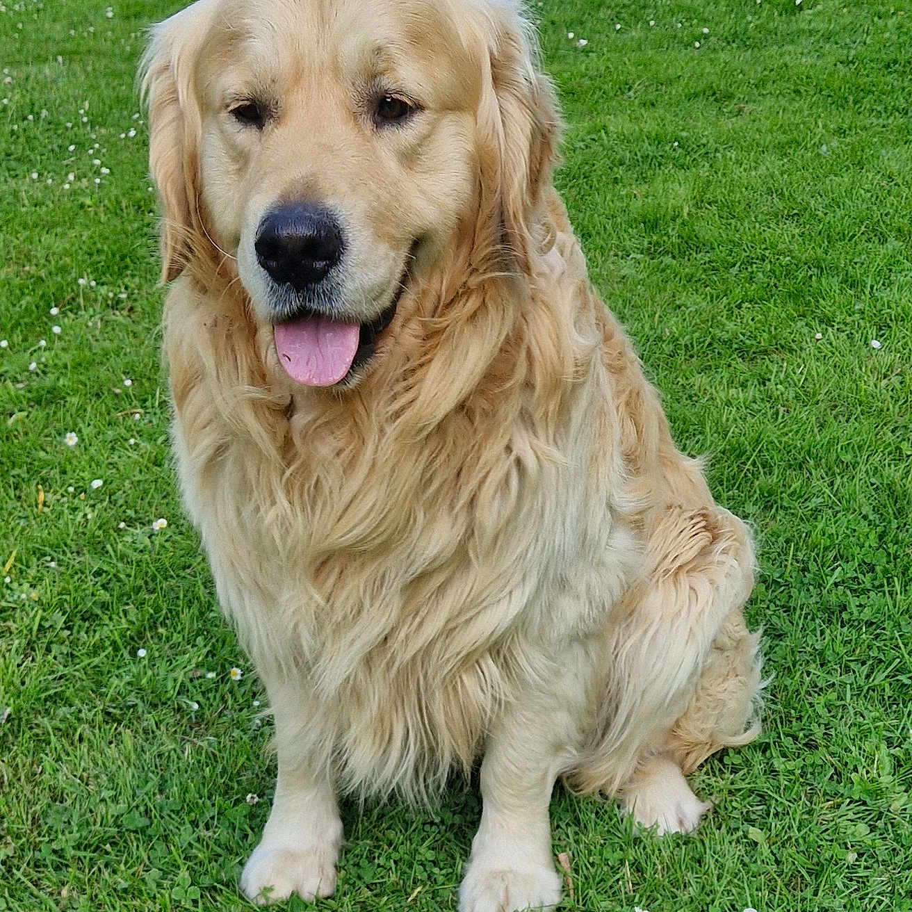 Koda
