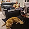 Koda a rejoint le concours — aidez-le/la à gagner de superbes lots ! dog, golden_retriever, man, couch, living_room, rug, tile_floor, coffee_table, window, curtains, cabinet, chair, casual_clothing, relaxing, indoor, furniture, pet, home, leather_couch, evening