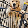 Koda a rejoint le concours — aidez-le/la à gagner de superbes lots ! golden_retriever, dog, gate, metal_gate, outdoor, pet, canine, tiled_floor, small_dog, black_and_white_dog, construction_equipment, dumpster, stone_wall, happy_dog, paw, tongue, stairs, fence, playful, animal