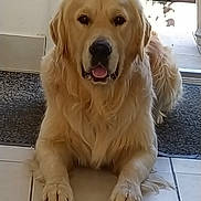 Koda a rejoint le concours — aidez-le/la à gagner de superbes lots ! golden_retriever, dog, pet, indoor, tile_floor, door, glass_door, animal, canine, friendly, relaxed, looking_at_camera, fur, mammal, companion, domestic, portrait, front_paws, mouth_open, ears