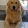 golden_retriever, dog, pet, indoor, tile_floor, door, glass_door, animal, canine, friendly, relaxed, looking_at_camera, fur, mammal, companion, domestic, portrait, front_paws, mouth_open, ears