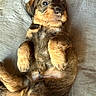 adorable, animal, black, brown, cushion, cute, dog, ears, face, fur, indoor, lying_down, paw, pets, puppy, relaxed, resting, small, soft, young