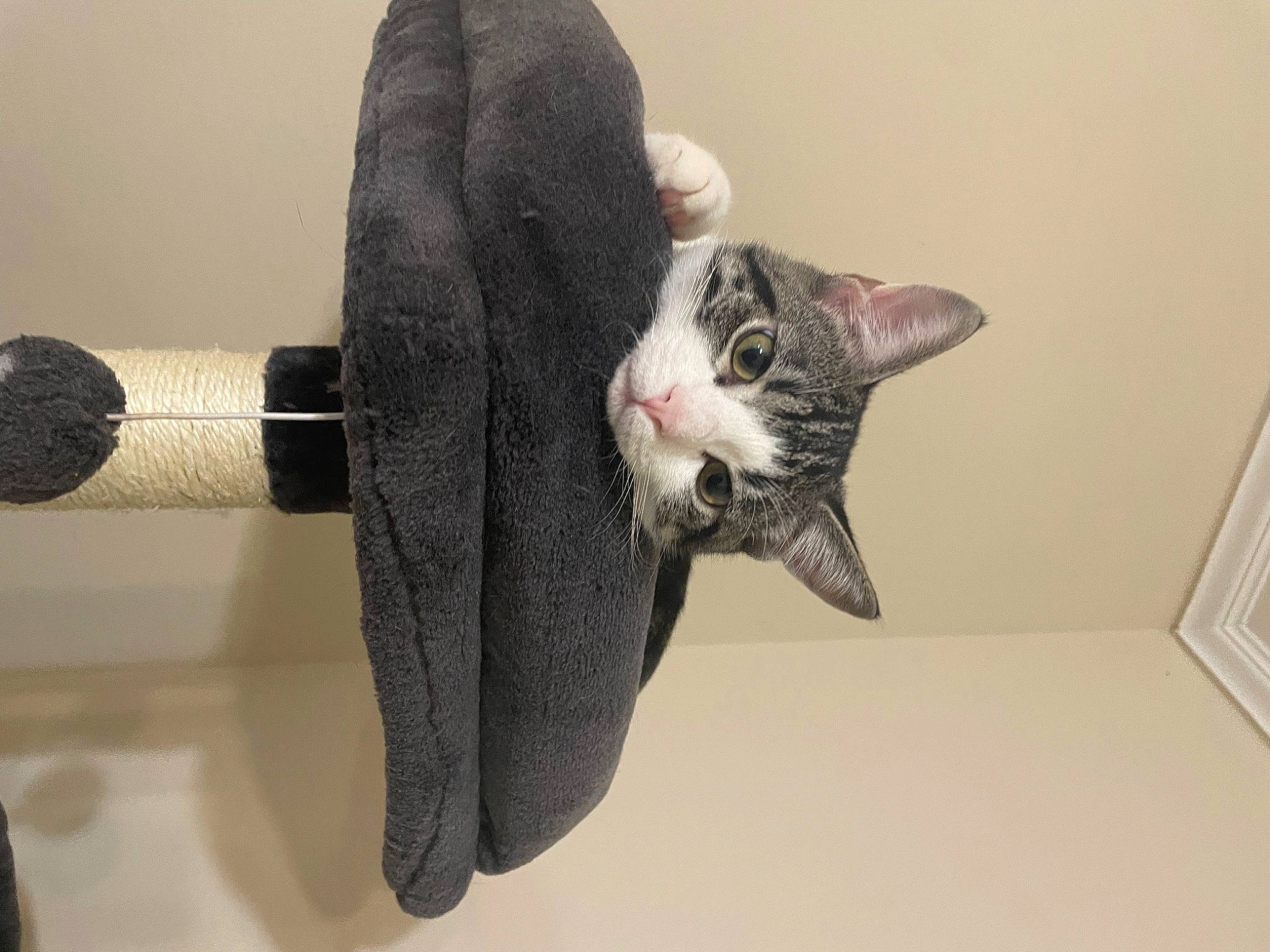 Milo is registered to the contest to win money with this photo: audio_equipment, carnivore, cat, domestic_short_haired_cat, ear, felidae, fur, grey, microphone, musical_instrument, small_to_medium_sized_cats, snout, tail, whiskers