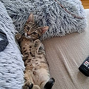 Loona participe au concours pour gagner de l'argent avec cette photo : cat, tabby, fluffy_cushion, blue_cushion, beige_couch, relaxed, indoor, pet, feline, lying_down, cute, cozy, living_room, remote_control, looking_at_camera, fur, whiskers, paws, tail, resting
