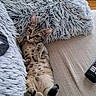 cat, tabby, fluffy_cushion, blue_cushion, beige_couch, relaxed, indoor, pet, feline, lying_down, cute, cozy, living_room, remote_control, looking_at_camera, fur, whiskers, paws, tail, resting