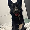 dog, black_dog, white_patch, pet, indoor, bed, blanket, fur, tongue_out, ears_up, happy, cute, animal, canine, looking_at_camera, sitting, fur_texture, smiling, domestic_animal, companion