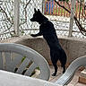 dog, black_dog, standing, outdoor, fence, plastic_chair, table, concrete, curious, pet, domestic_animal, yard, garden, side_view, animal, canine, looking, daylight, residential, quiet
