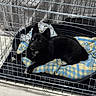 dog, black_dog, heterochromia, crate, blanket, indoor, pet, floor, resting, animal, cage, furniture, curious, canine, comfort, domestic, bed, cozy, looking_up, ears_up