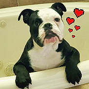 Cleetus is registered to the contest to win money with this photo: art, boston_terrier, bulldog, carnivore, collar, companion_dog, dog, dog_breed, dog_collar, fawn, molosser, non_sporting_group, pet_supply, rectangle, sporting_group, toy_dog, whiskers, window, working_animal, working_dog