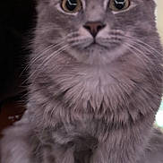 Stormy joined the competition — help win amazing prizes! cat, gray_cat, fluffy, pet, animal, feline, whiskers, ears, sitting, indoor, closeup, portrait, curious, wide_eyes, soft_fur, cute, domestic_cat, furry, alert, mammal