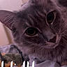 Stormy is registered to the contest to win money with this photo: cat, tabby_cat, close_up, bed, blanket, fur, whiskers, animal, pet, indoor, night, timestamp, digital_clock, curious, eyes, soft, cozy, resting, feline, cute