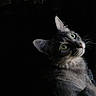 Stormy joined the competition — help win amazing prizes! cat, gray_cat, green_eyes, feline, pet, animal, portrait, dark_background, moody, whiskers, looking_up, close_up, cute, fur, indoor, curious, soft_light, animal_face, domestic_cat, mammal