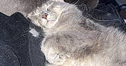 Stormy is registered to the contest to win money with this photo: cat, sleeping, gray_cat, fluffy, resting, indoor, cozy, fur, pet, animal, relaxed, curled_up, bedroom, soft, lying_down, peaceful, domestic_animal, close_up, comfortable, two_cats