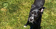 Willow joined the competition — help win amazing prizes! dog, black_dog, leash, grass, lawn, outdoor, pet, animal, sunlight, shadow, canine, nature, summer, daylight, alert, ears_up, standing, greenery, park, companion