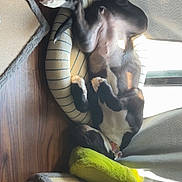 Willow is registered to the contest to win money with this photo: dog, pet_bed, sleeping, indoor, sunlight, floor, wood_floor, curtains, cat_tree, green_pillow, vacuum_cleaner, relaxing, black_and_white, dog_collar, cozy, resting, household, furniture, animal, domestic