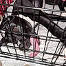 dog, tongue_out, crate, cage, black_and_white, pet, towel, indoor, animal, playful, cute, resting, canine, fur, paw, floor, blanket, confined, looking, young