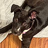 dog, black_dog, white_patch, pet, animal, floor, wood_floor, blanket, indoor, curious, looking_up, ears, collar, lying_down, domestic_animal, canine, fur, cute, alert, companion
