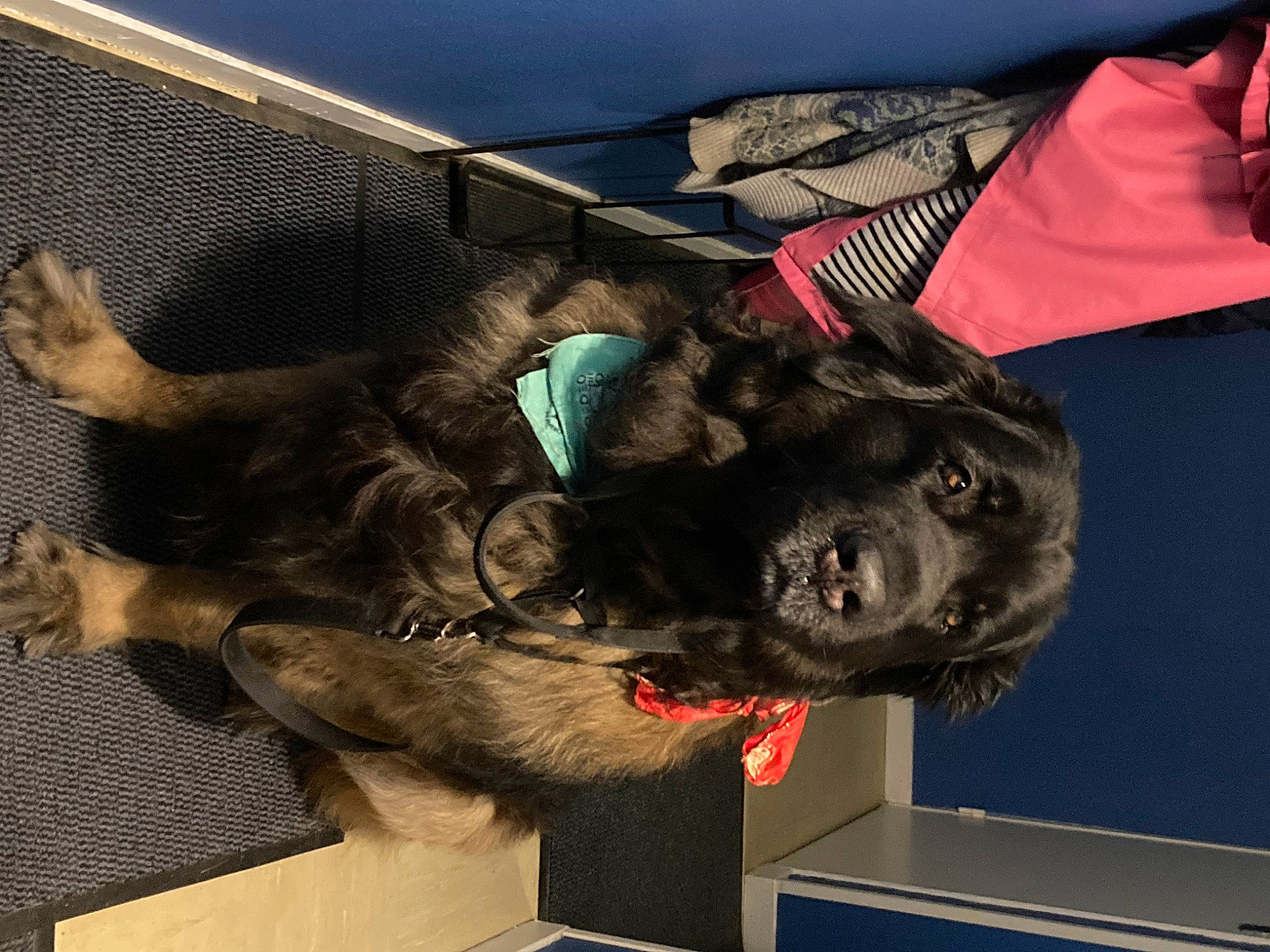 Popeye participe au concours pour gagner de l'argent avec cette photo : canidae, carnivore, companion_dog, dog_breed, felidae, fictional_character, flag, fur, guard_dog, hat, mammal, snout, sporting_group, tail, umbrella, wing, working_animal