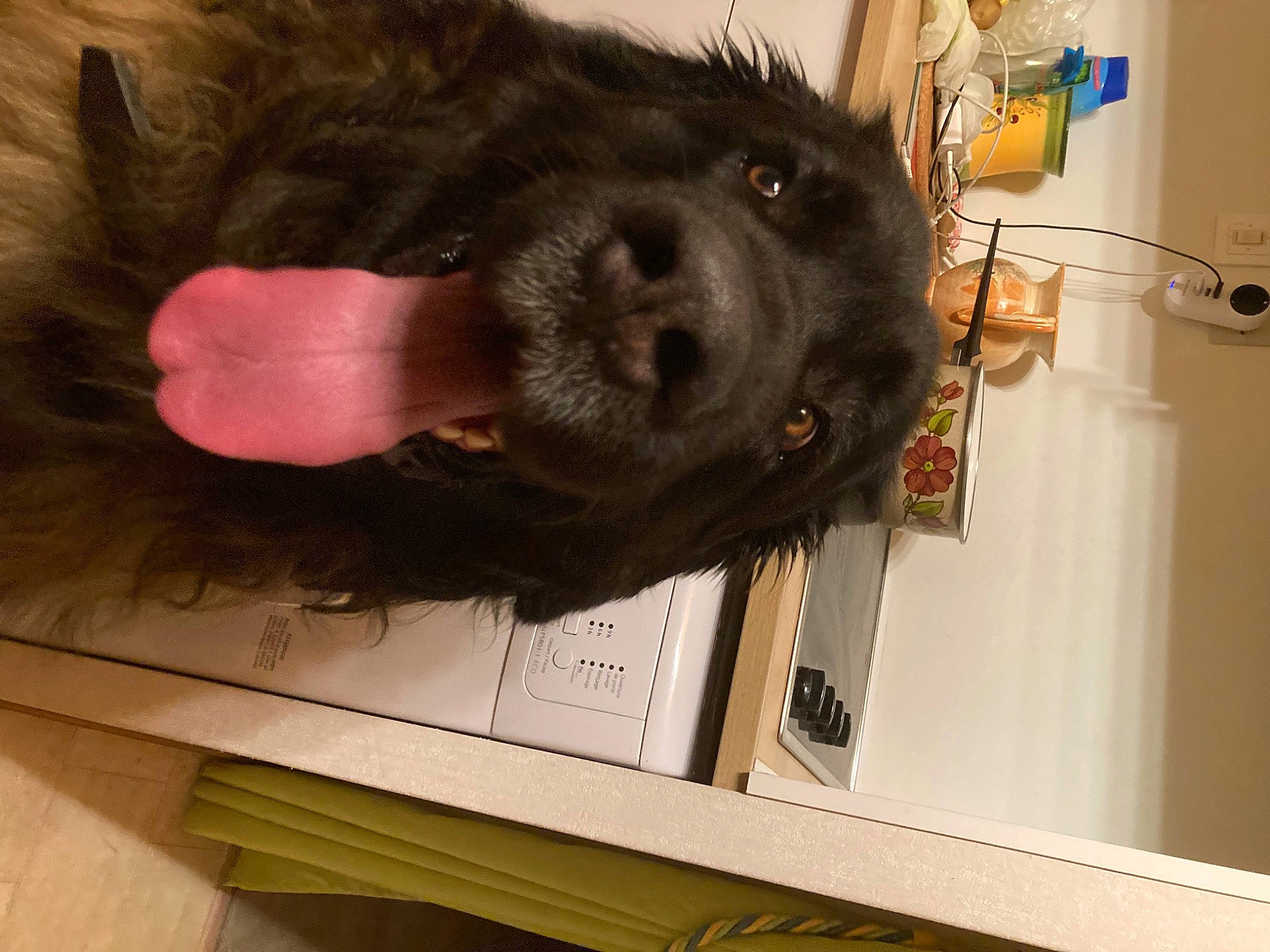 Popeye a rejoint le concours — aidez-le/la à gagner de superbes lots ! canidae, carnivore, companion_dog, dog, dog_breed, foot, fur, hardwood, liver, natural_material, room, snout, sporting_group, tail, terrestrial_animal, whiskers, wood, working_animal