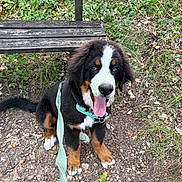 Batman a rejoint le concours — aidez-le/la à gagner de superbes lots ! dog, puppy, bernese_mountain_dog, sitting, tongue_out, happy, fluffy, black_white_brown, pet, leash, harness, outdoors, forest, woodland, bench, grass, nature, portrait, animal, companion