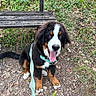 dog, puppy, bernese_mountain_dog, sitting, tongue_out, happy, fluffy, black_white_brown, pet, leash, harness, outdoors, forest, woodland, bench, grass, nature, portrait, animal, companion