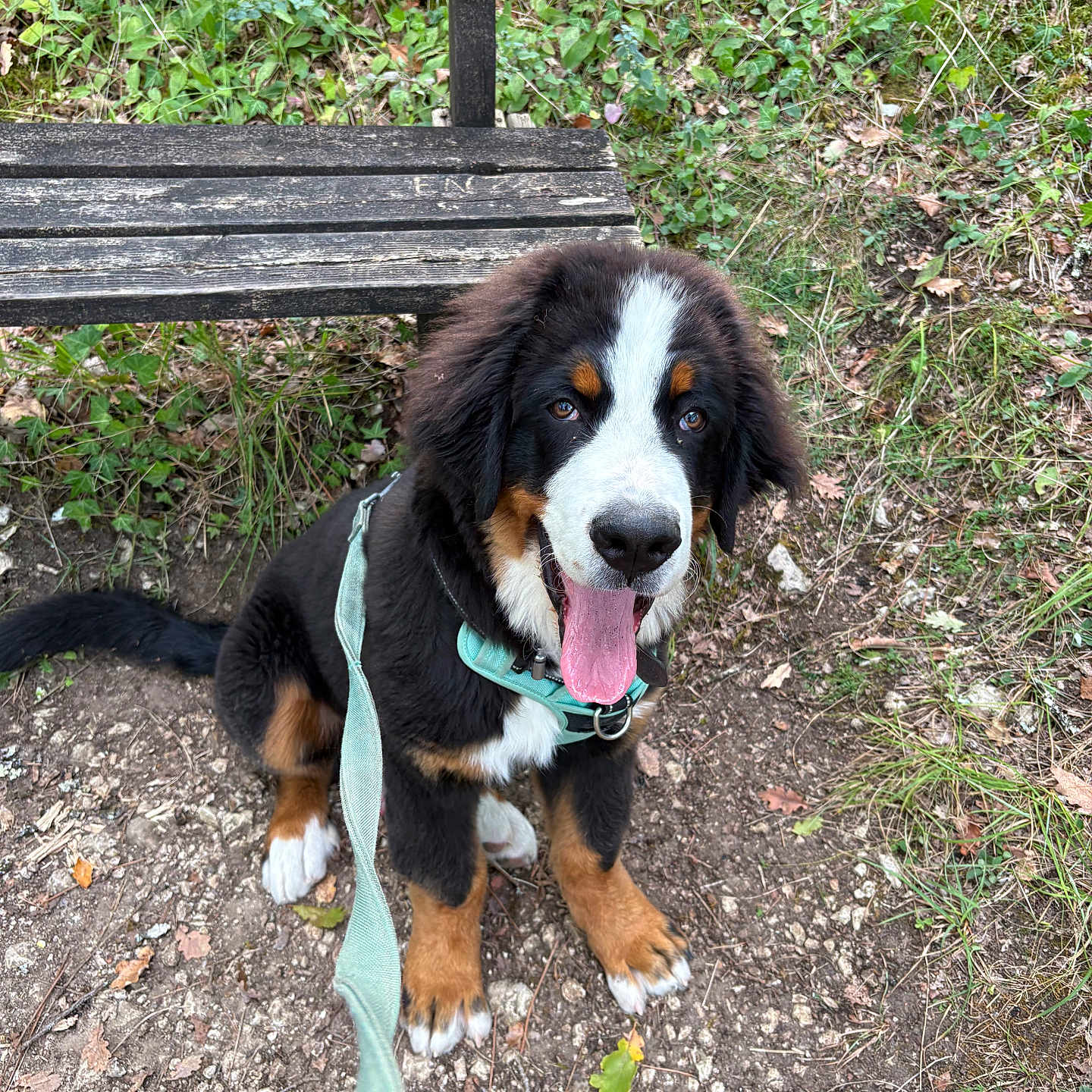 Batman a rejoint le concours — aidez-le/la à gagner de superbes lots ! dog, puppy, bernese_mountain_dog, sitting, tongue_out, happy, fluffy, black_white_brown, pet, leash, harness, outdoors, forest, woodland, bench, grass, nature, portrait, animal, companion