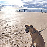 Ricky a rejoint le concours — aidez-le/la à gagner de superbes lots ! dog, beach, sand, leash, sunlight, shadow, sky, clouds, water, sea, people, walking, outdoor, animal, pet, canine, daytime, coast, recreation, nature