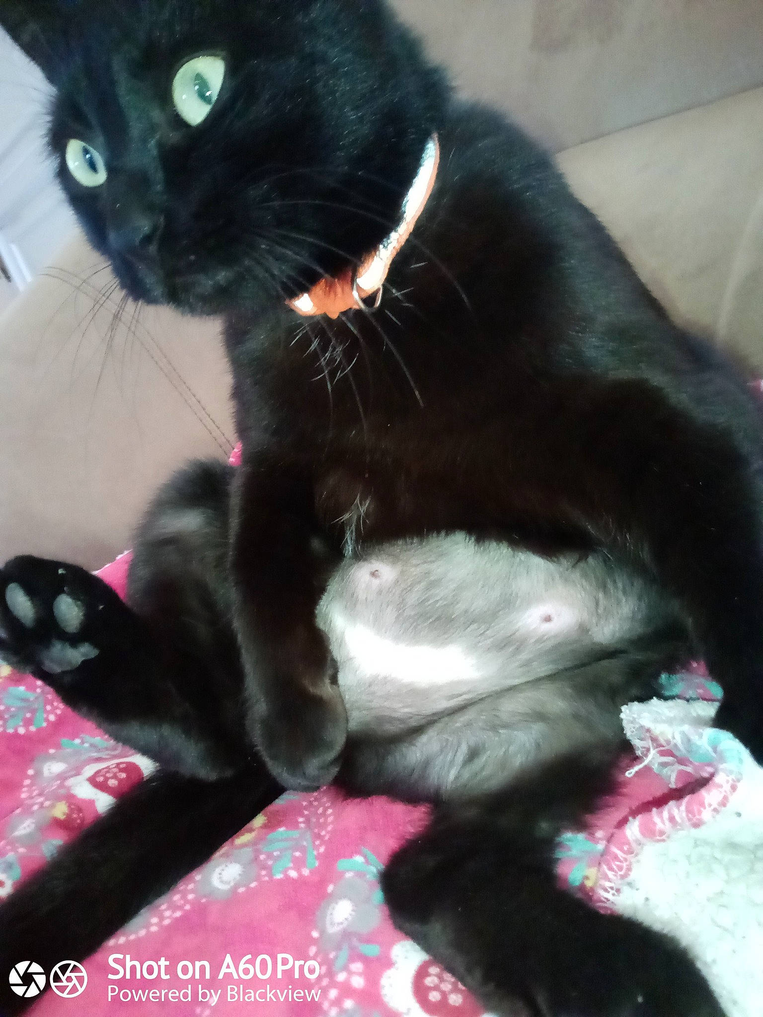 Bastet a rejoint le concours — aidez-le/la à gagner de superbes lots ! black_cat, bombay, carmine, carnivore, cat, claw, comfort, domestic_short_haired_cat, felidae, fur, magenta, paw, plant, small_to_medium_sized_cats, snout, tail, tree, whiskers